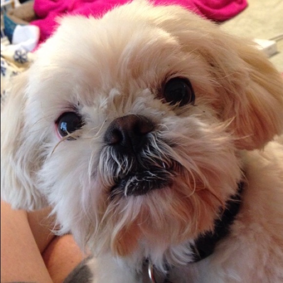 🚨PET ALERT🚨 - Picture 6 of 8